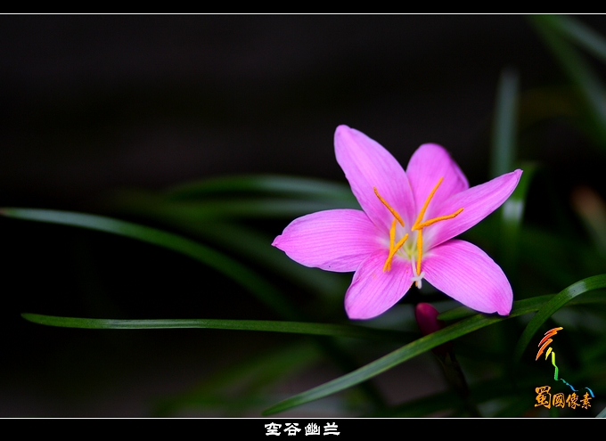 空谷幽兰 摄影 蜀国像素