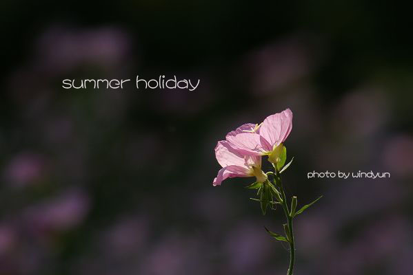 summer holiday 摄影 windyun