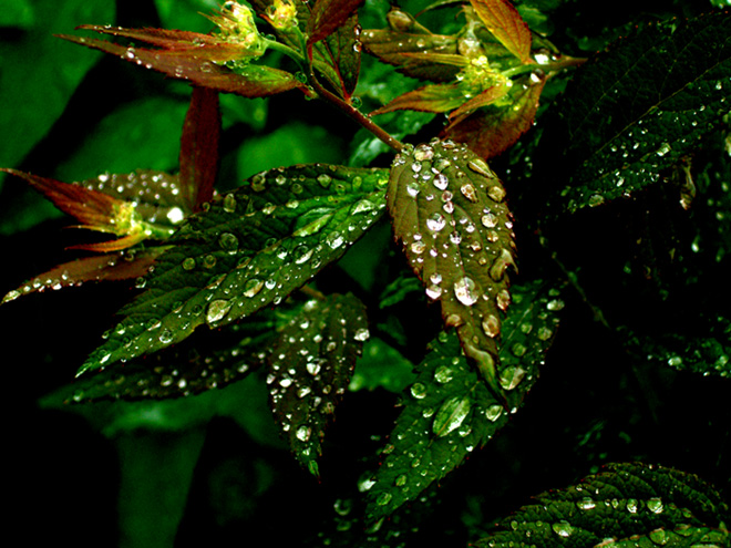 雨露 摄影 xulaotou