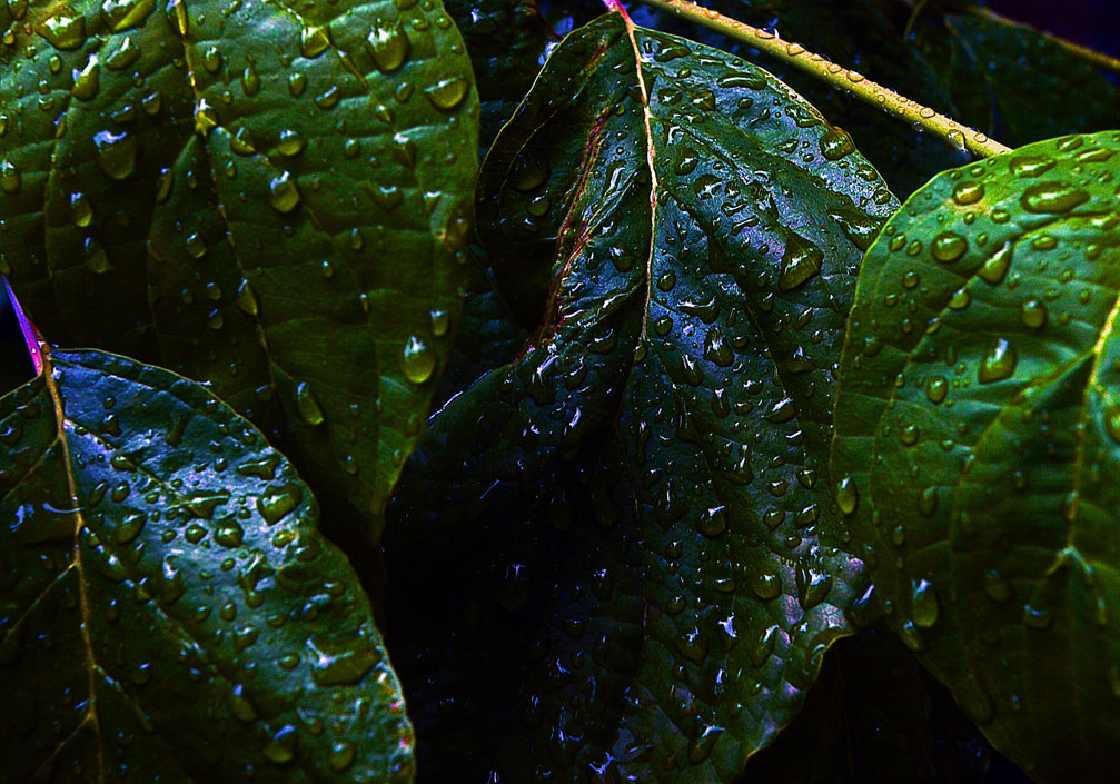 leaf 摄影 浆糊键客