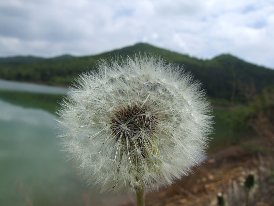 自然 植物 摄影 悠然自乐