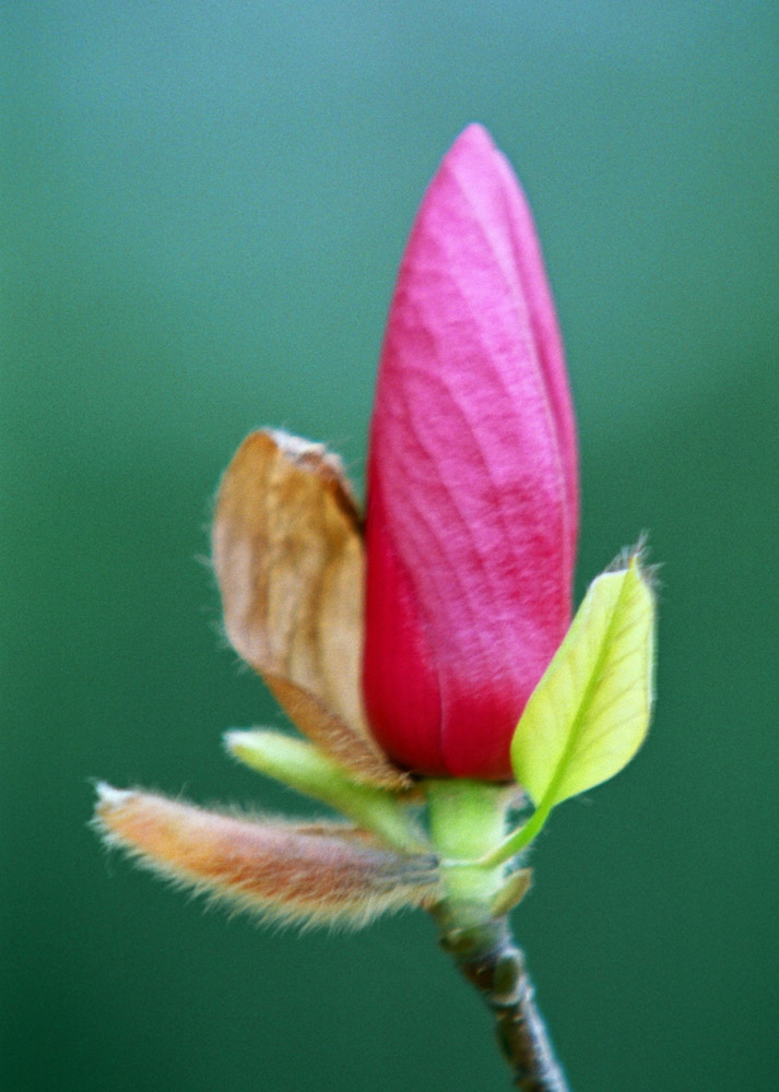 木兰花系列之四 摄影 花眼看花