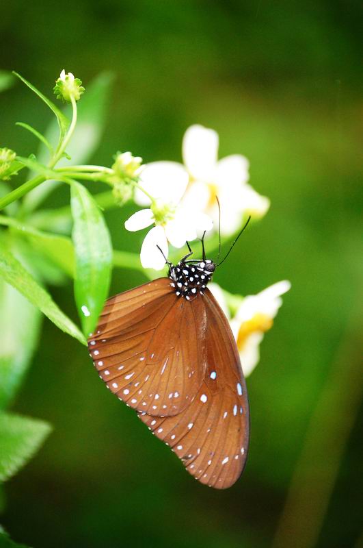 butterfly 摄影 可爱小天使