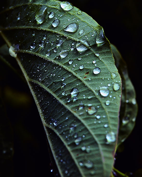 leaf 摄影 浆糊键客