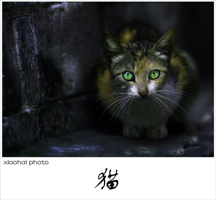 晓海摄影作品--猫 摄影 伤了就痛