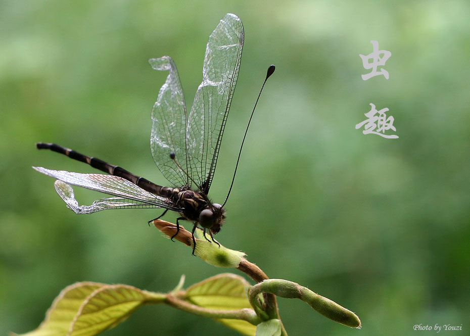 长触角的"蜻蜓"—蝶角蛉 摄影 youzi