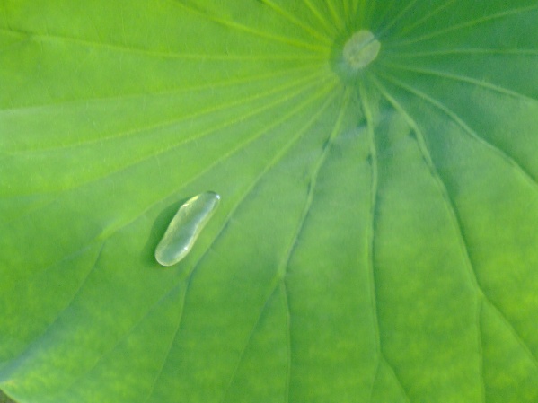 一滴清泪 摄影 象风一样