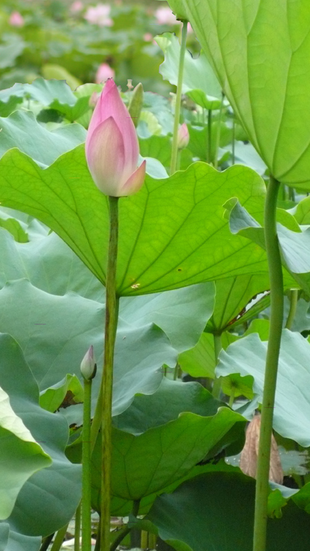 夏日荷花 摄影 王王