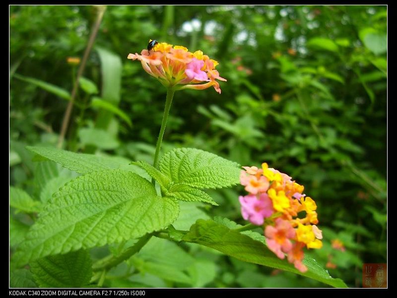 五色花 摄影 色出风格