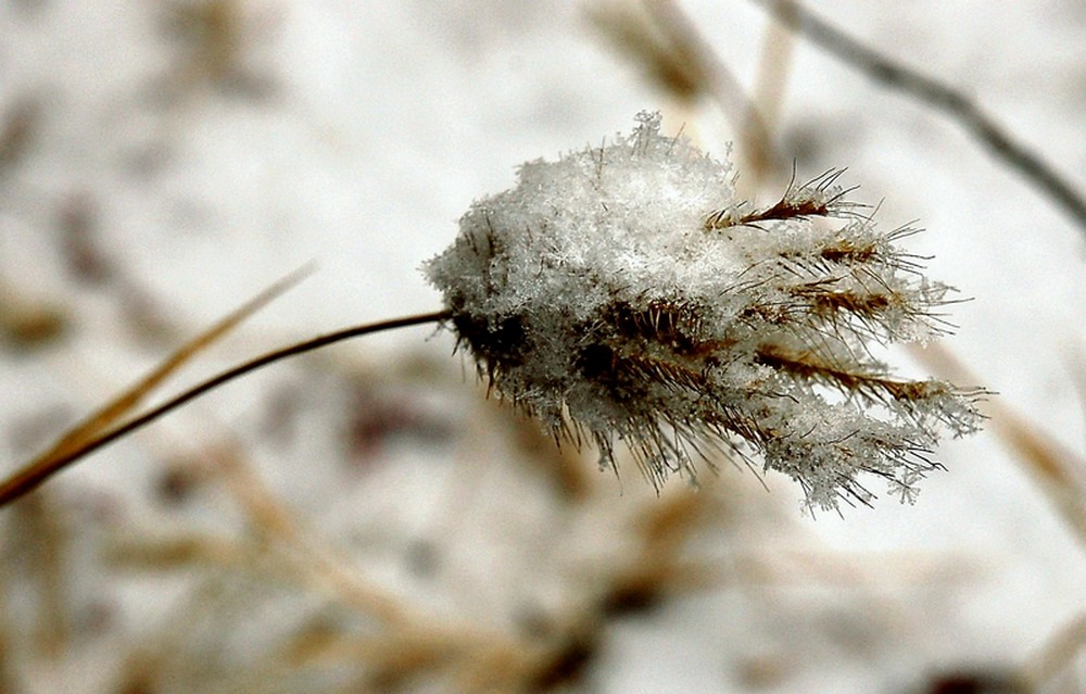 雪中花 摄影 业余爱好7788