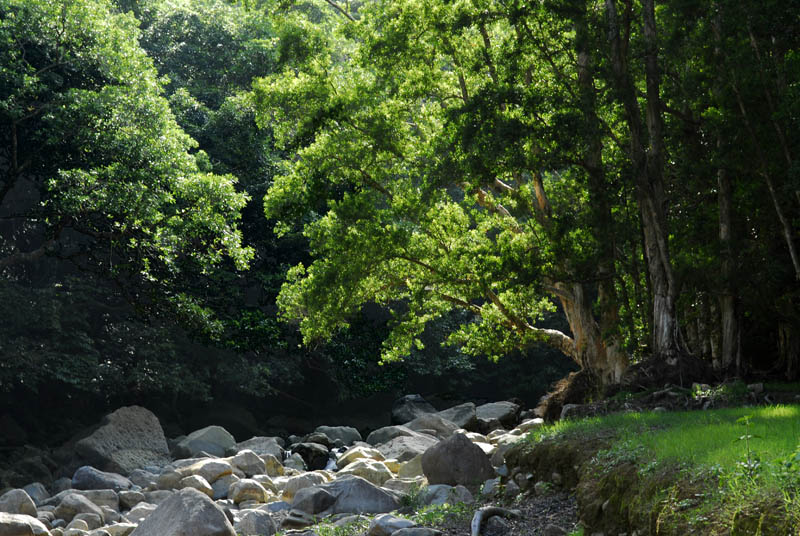 那山、那水、那树-我的城门水库 摄影 信手拈來