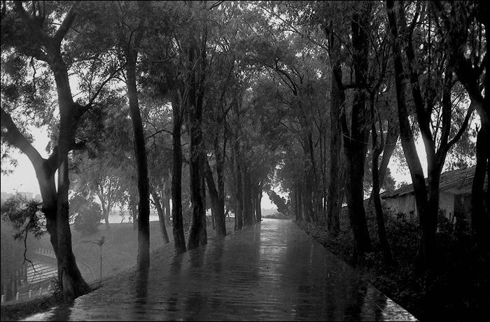 雨中的路林 摄影 艺憬镜像