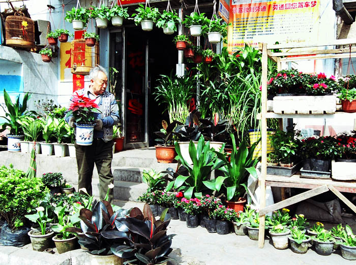 花屋 摄影 塞上星点