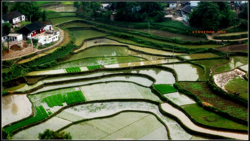 插秧季节 摄影 hanxiaorong