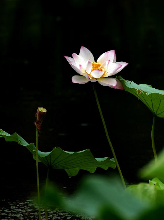 荷－2007－6 摄影 静野