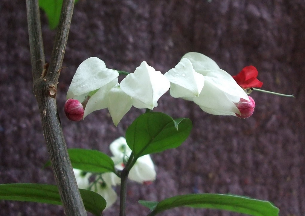 龙含珠之花 摄影 溪里峰