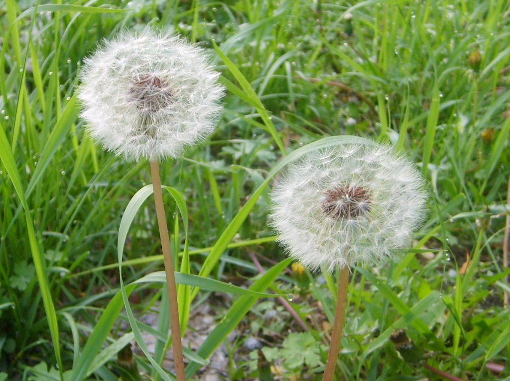 白头偕老 摄影 北方野草