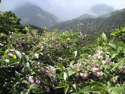 山花烂漫 摄影 天海一色