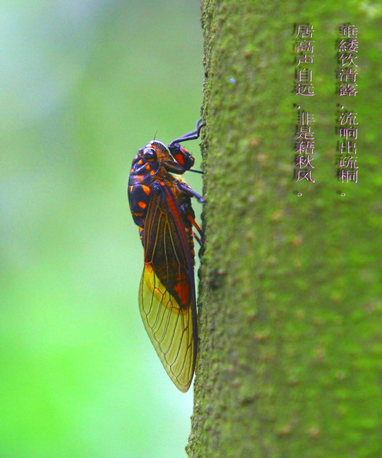 蝉 摄影 匆匆客