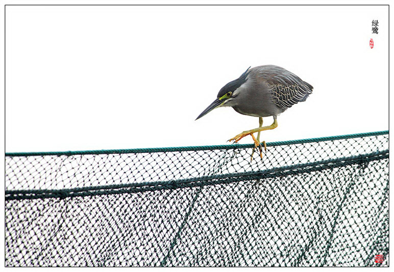 蹑手蹑脚 摄影 pigeon