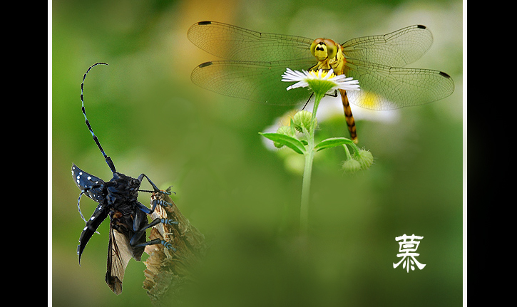 魔王慕空姐 摄影 秋日暮雨