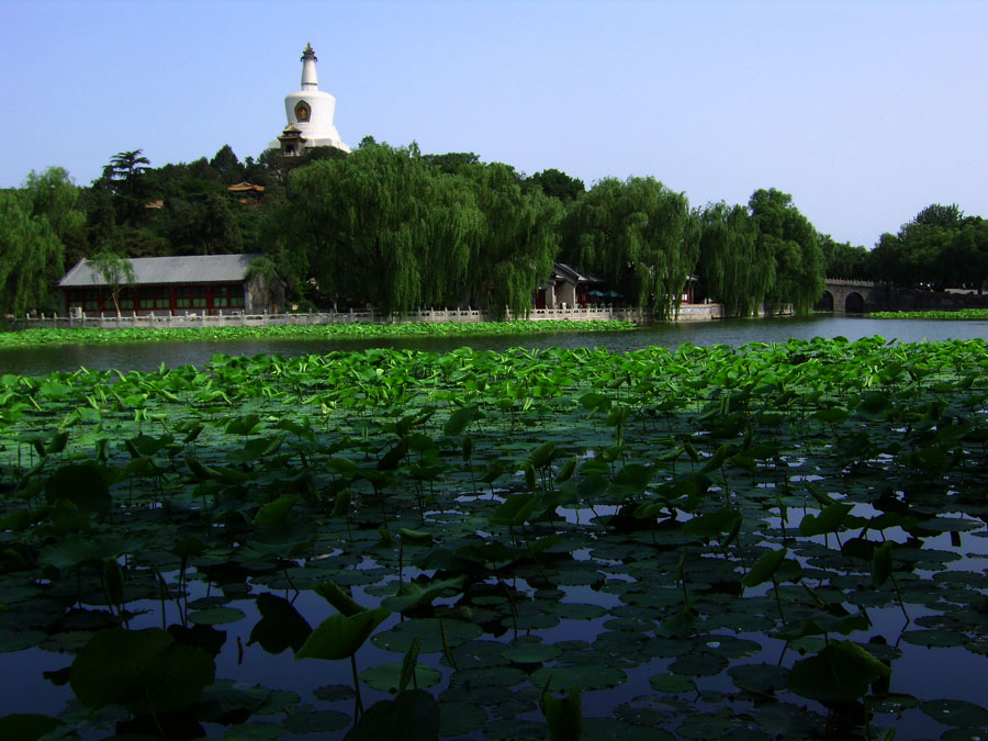 北海白塔 摄影 姚顺