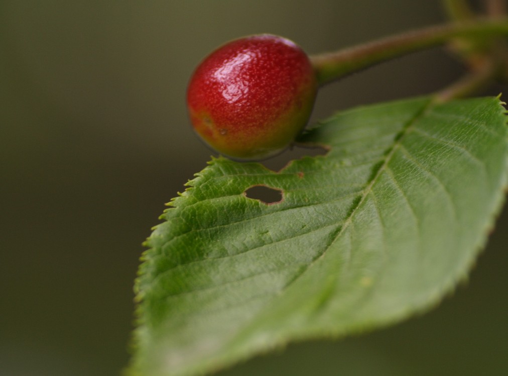 樱花的果实 摄影 无名小花