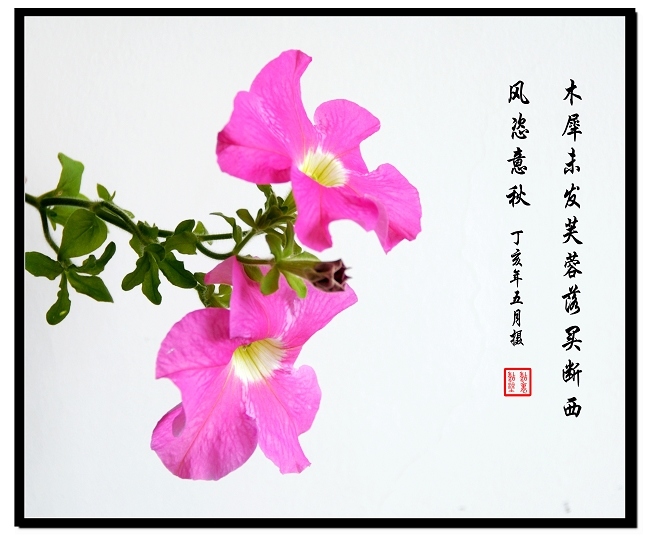 牵牛花之恋 摄影 糊里糊涂