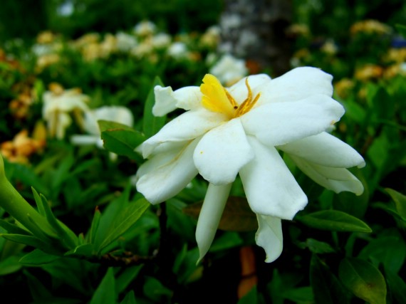 梔子花开 摄影 花枝俏