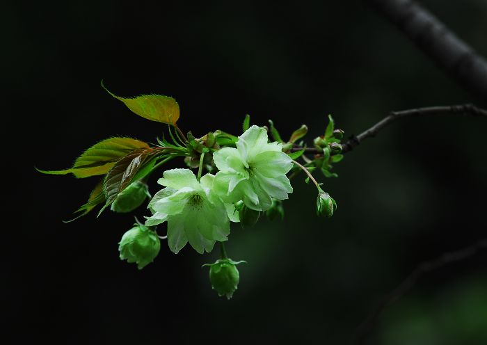 樱花 摄影 农夫129