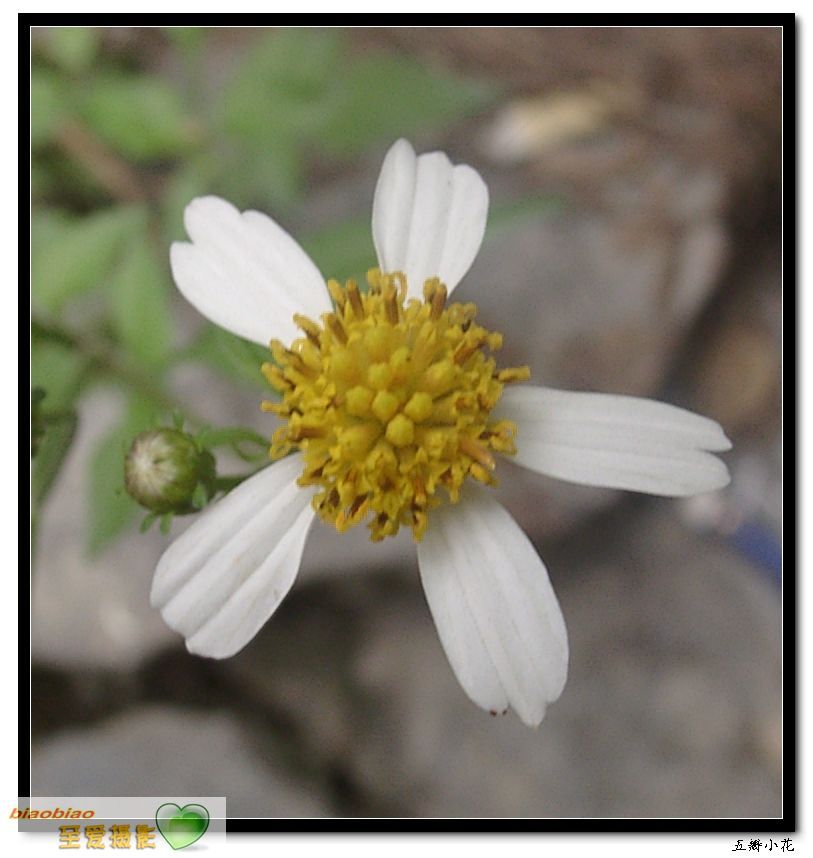 五瓣花 摄影 至爱biaobiao