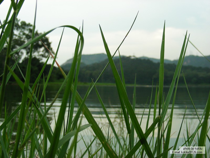 清新的水 摄影 山北流水