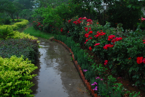 雨中情 摄影 朱浩菡