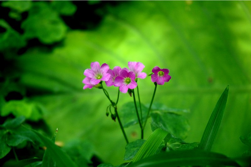 小花 摄影 小阿哥