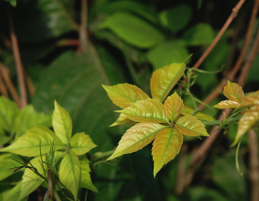 植物微距——无题 摄影 高原风车