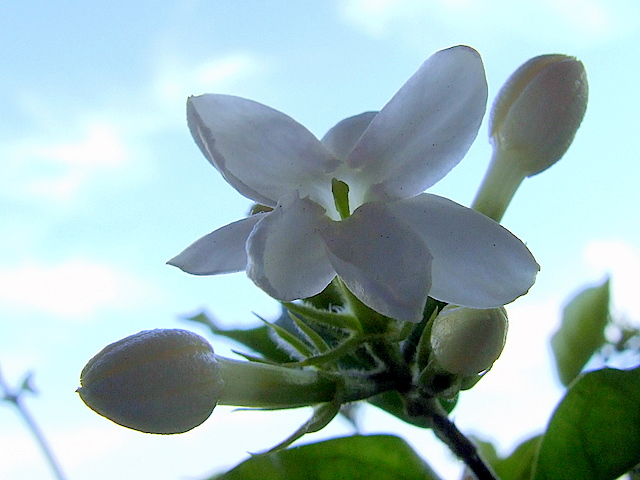 茉莉花 摄影 茹茄