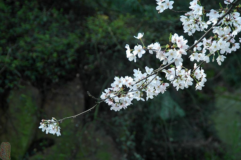 东风随春归, 发我枝上花 摄影 二泉印月