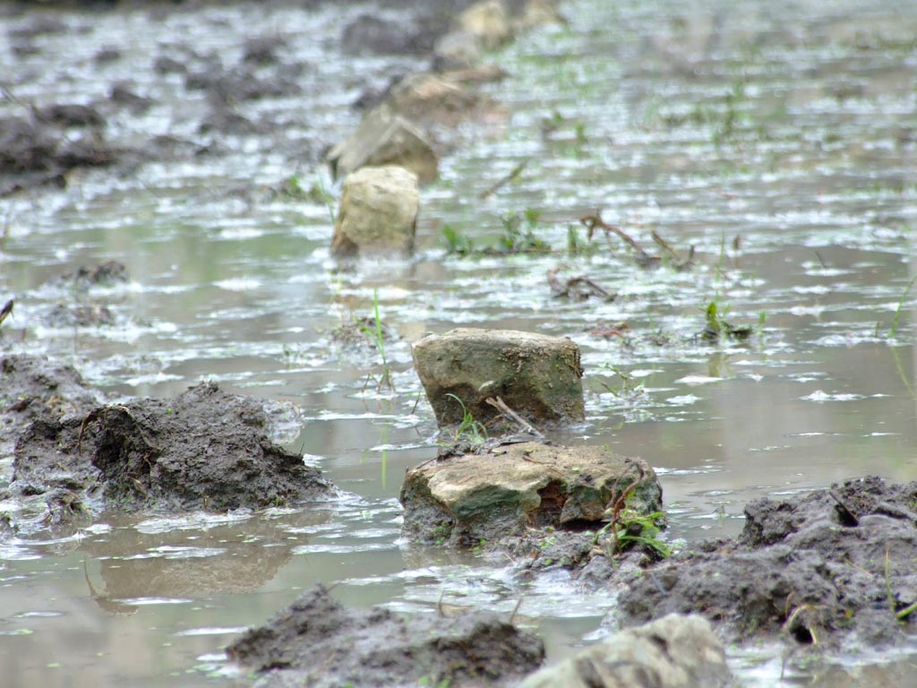 石路 摄影 乐舞蝶