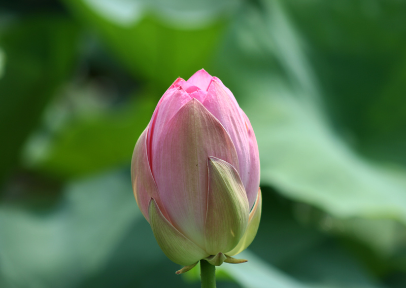 6月8日杭州花圃荷花2 摄影 晚风柳笛