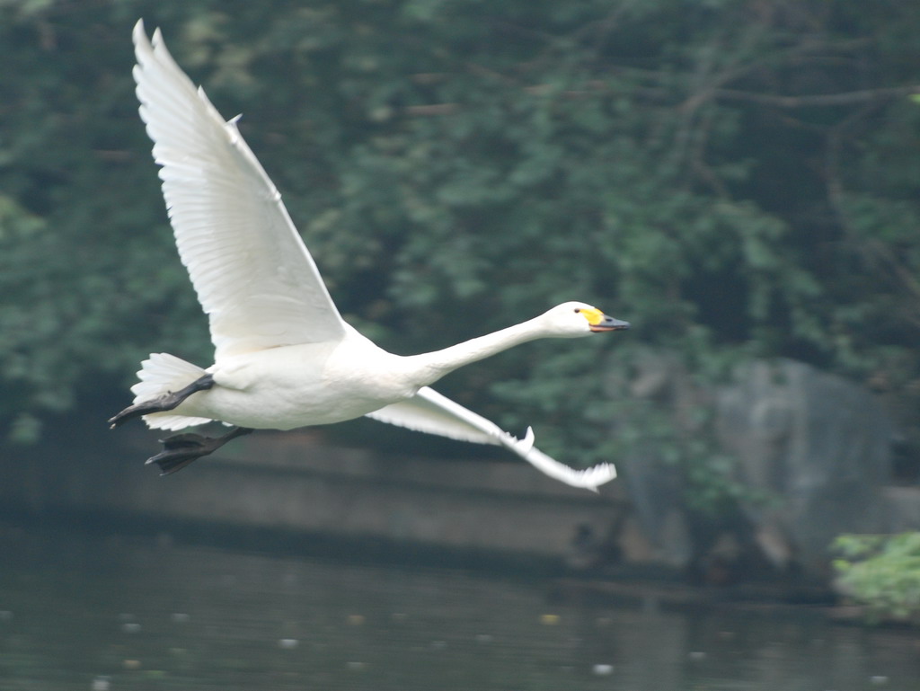 展翅腾空 摄影 dujiang