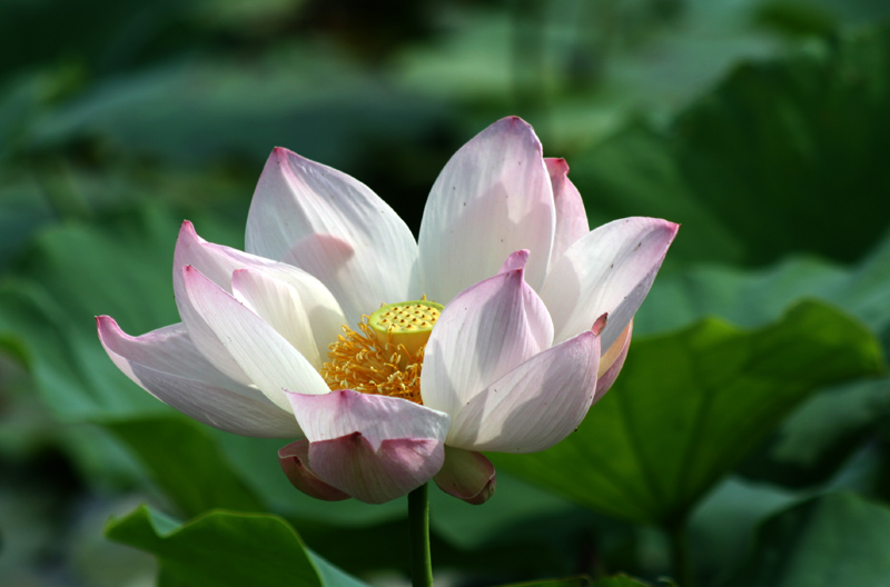 6月8日杭州花圃荷花3 摄影 晚风柳笛