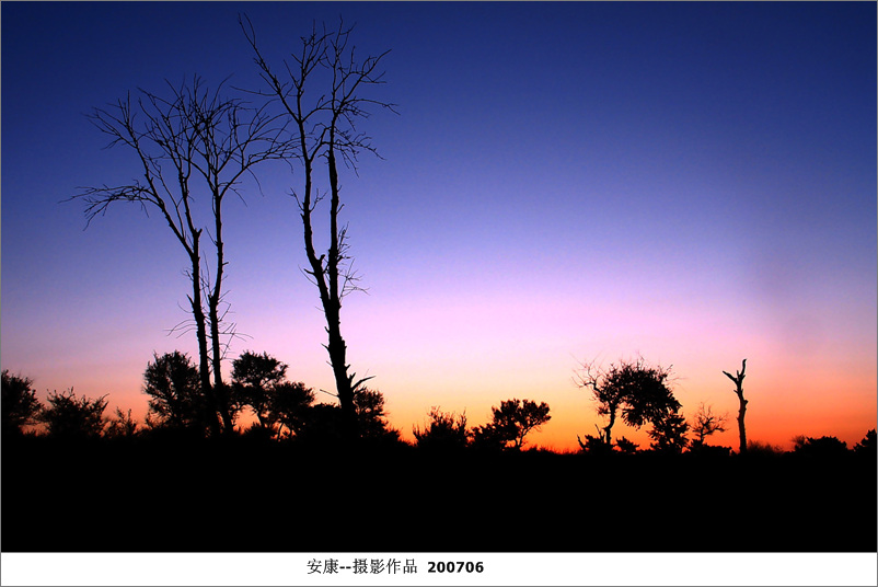 大青沟风光----枯树晨景 摄影 askcm