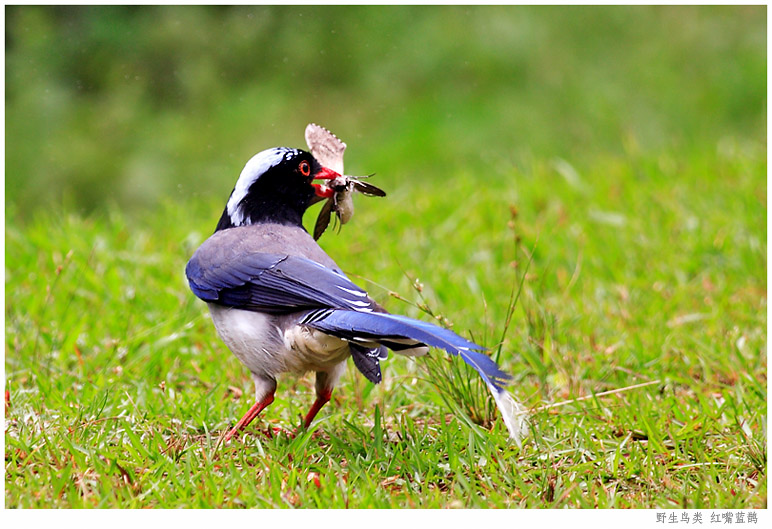 红嘴蓝鹊 摄影 pigeon