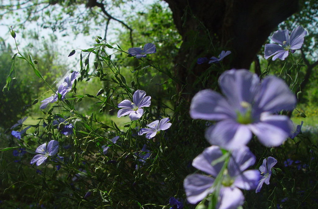 蓝·树荫 摄影 菊淡茶香