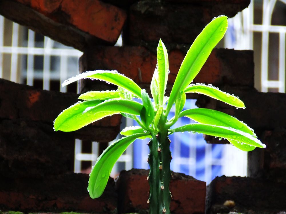 雨后的仙人掌 摄影 贵佗