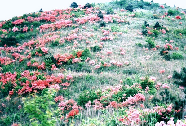 浙南有个岩背村（7）：花山 摄影 平平村夫