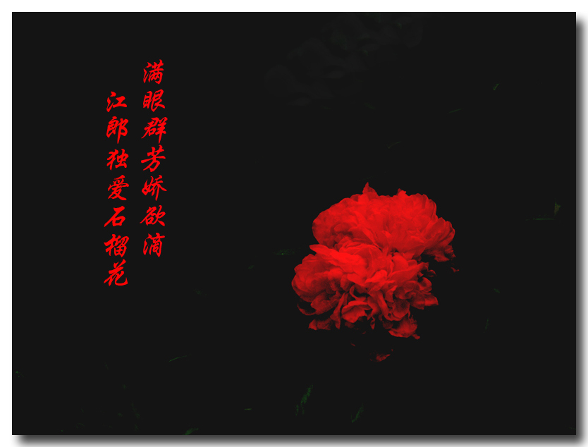 石榴花－暗红 摄影 丁一