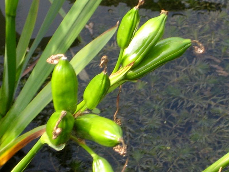 植物 摄影 深红粉红