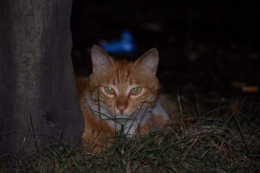 路边的小猫猫 摄影 蓝雨KK