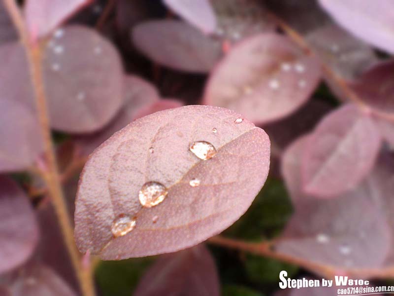 雨露 摄影 明非名